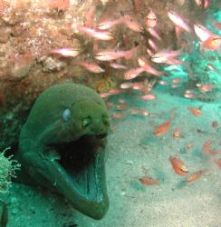 Old One Eyed Green Moray by Kevin Colter 
